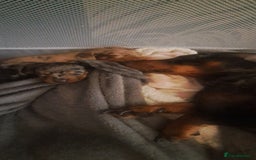 Dachshund dogs for sale: STUNNINGLY,  GORGEOUS DACHSHUND PUPPIES 🐶 😍  - Image 24