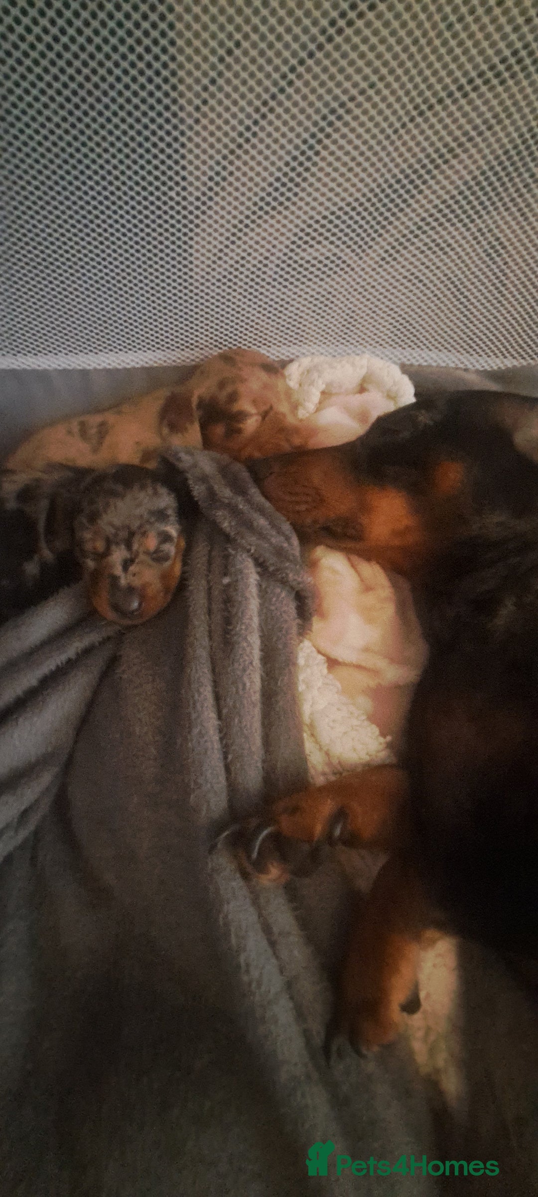Dachshund dogs for sale: STUNNINGLY,  GORGEOUS DACHSHUND PUPPIES 🐶 😍  - Image 24