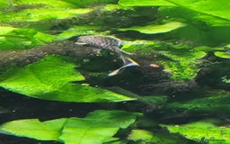 Plecos fish for sale: Tropical fish Bristlenose plec - Image 3