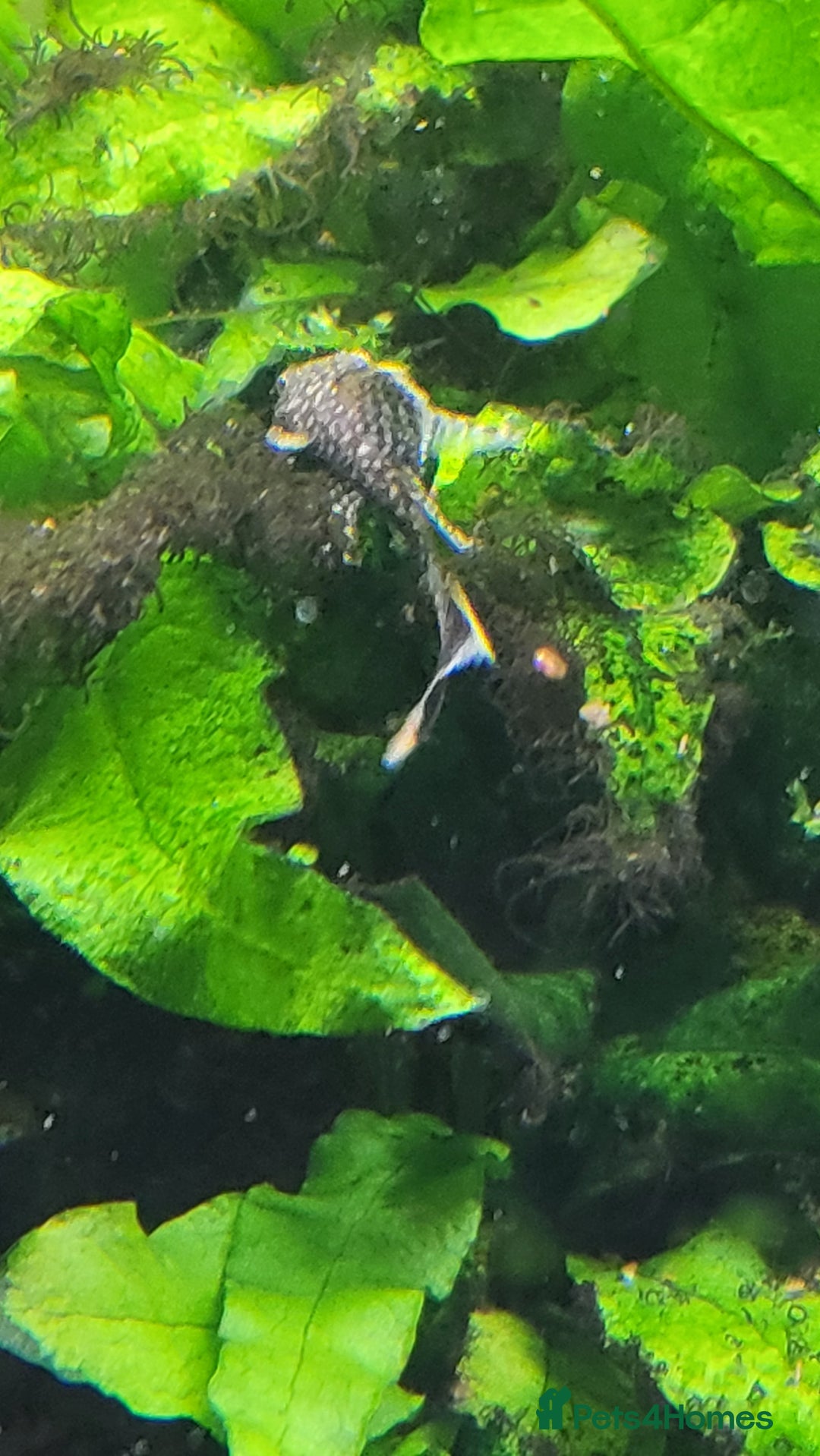 Plecos fish for sale: Tropical fish Bristlenose plec - Image 3