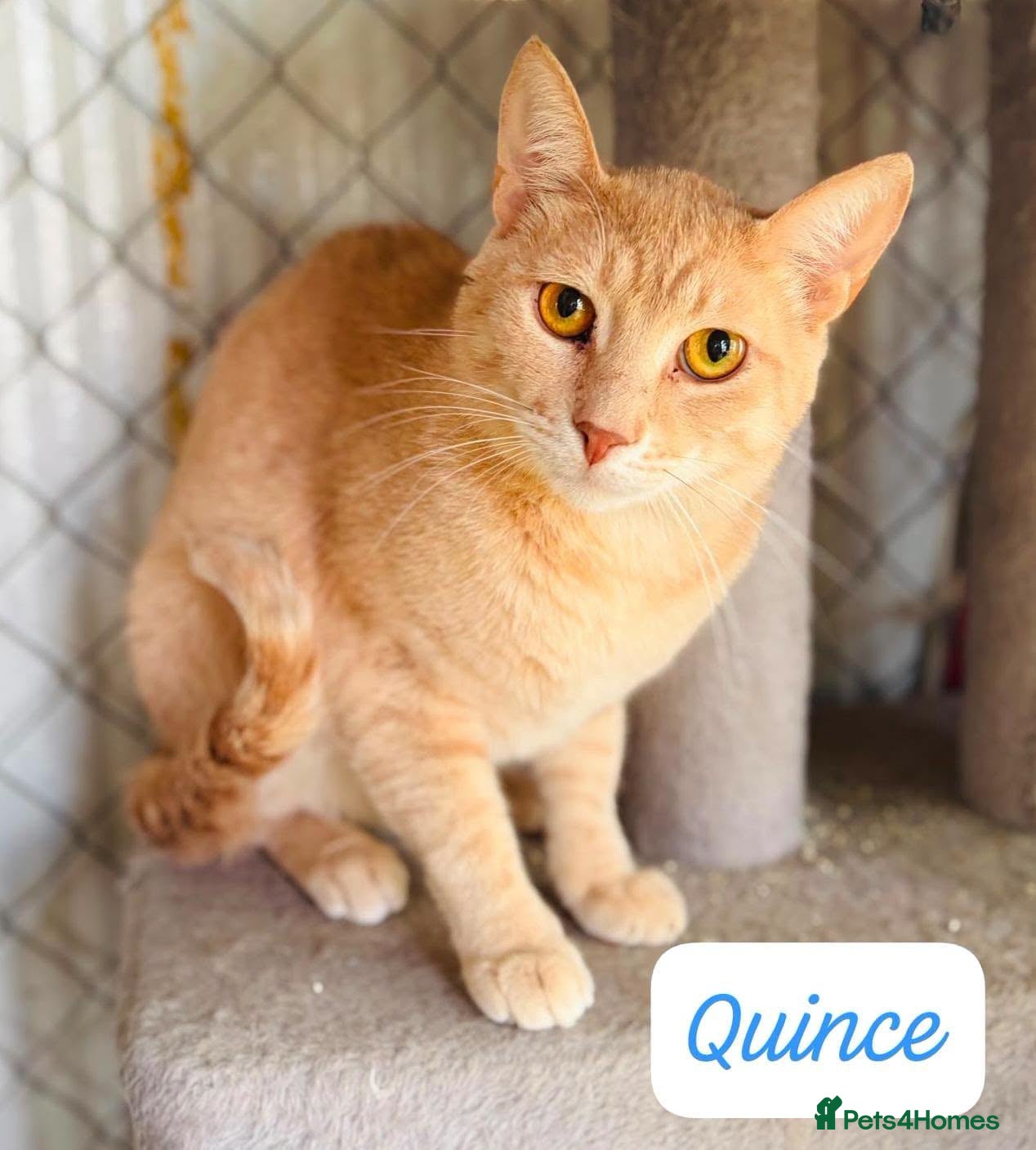 Mixed Breed cats 🐱🧡 Meet Quince  - Advert 3