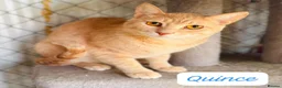 Mixed Breed cats for adoption: 🐱🧡 Meet Quince  in Edinburgh - Advert 1