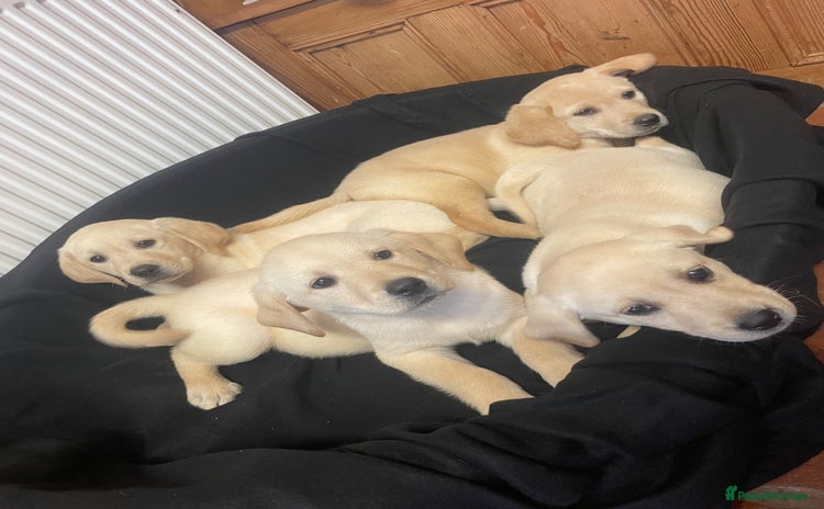Labrador Retriever dogs - Advert 8