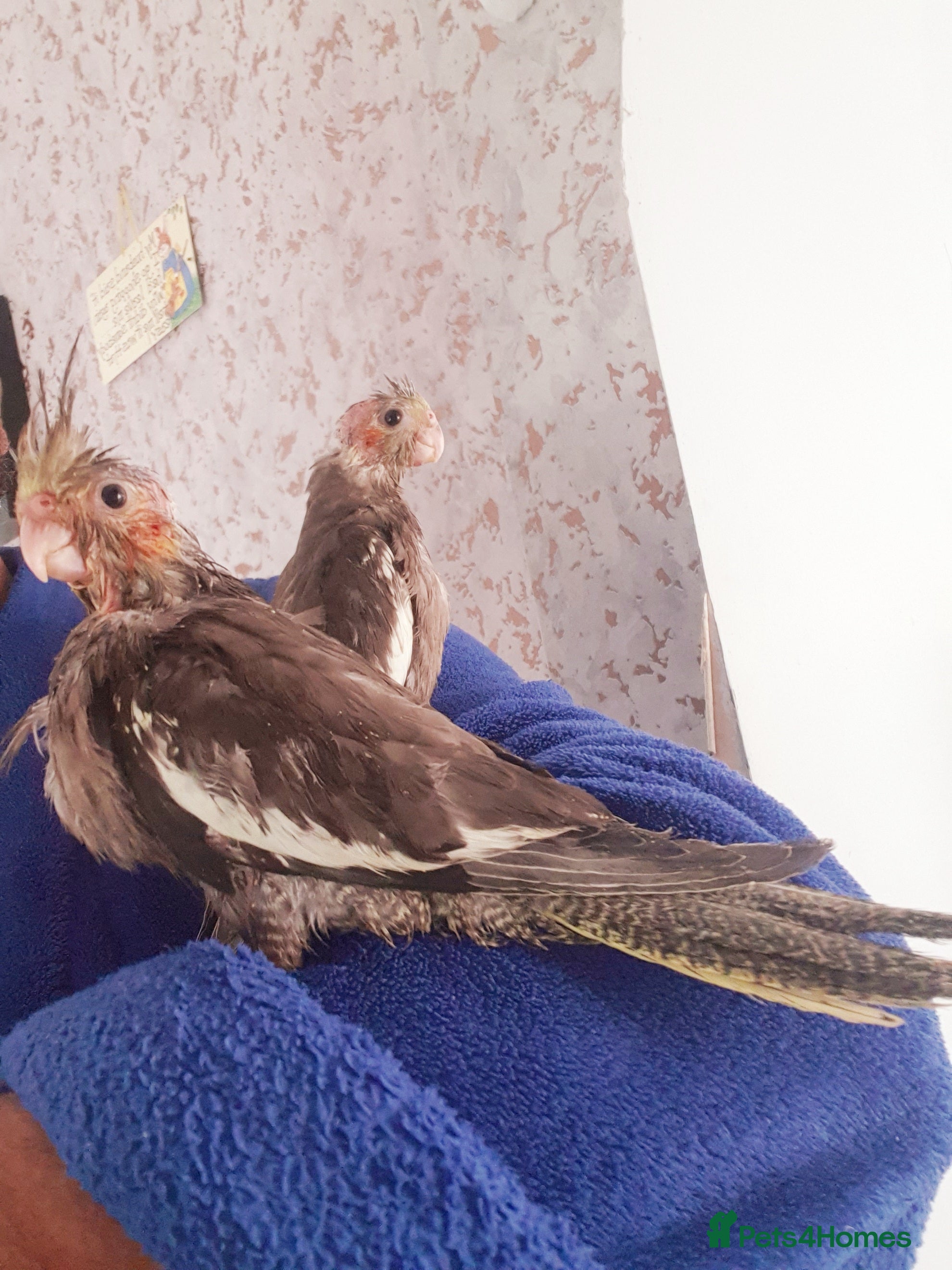 Cockatiels birds 2 resvd*3 hand reared baby cockatiels in Plymouth  - Advert 3