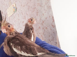 Cockatiels birds 3 hand reared baby cockatiels in Plymouth - Advert 2