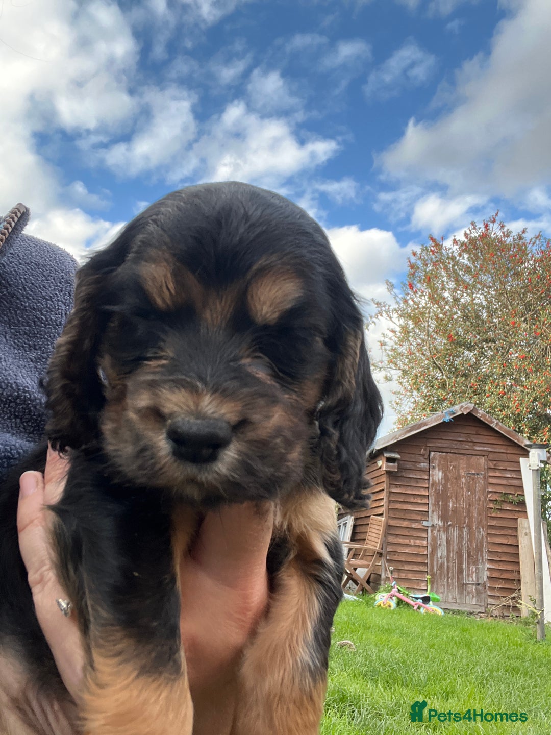 Cocker Spaniel dogs for sale: Pedigree working cocker spaniels - Image 6