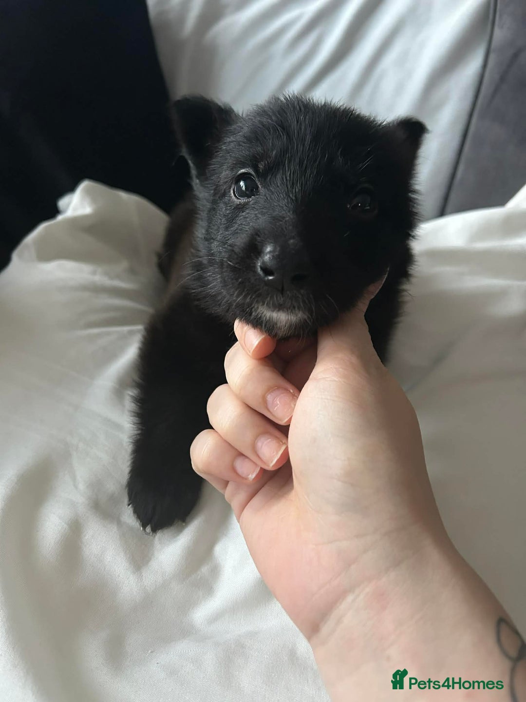 German Shepherd dogs for sale: Beautiful german shepherd puupy  - Advert 3