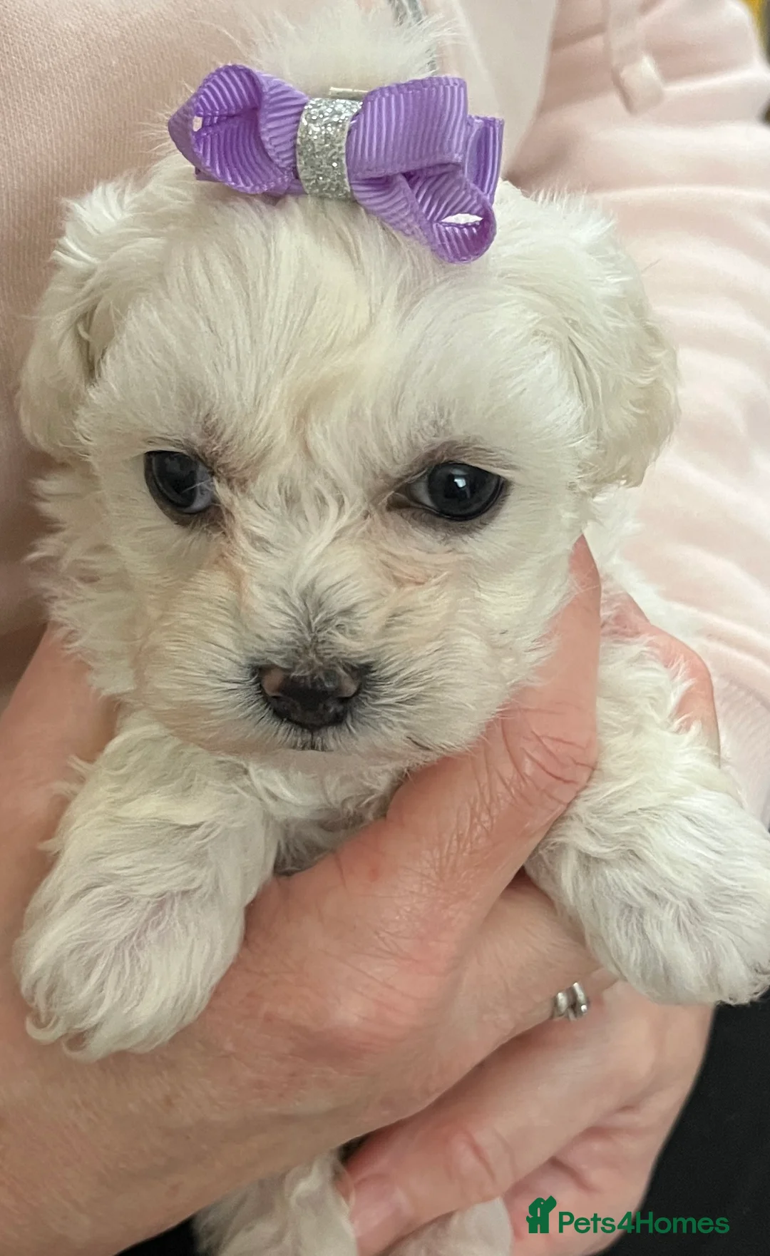 Maltipoo dogs for sale: 🐾Maltipoo Puppies🐾 in Abingdon - Advert 8