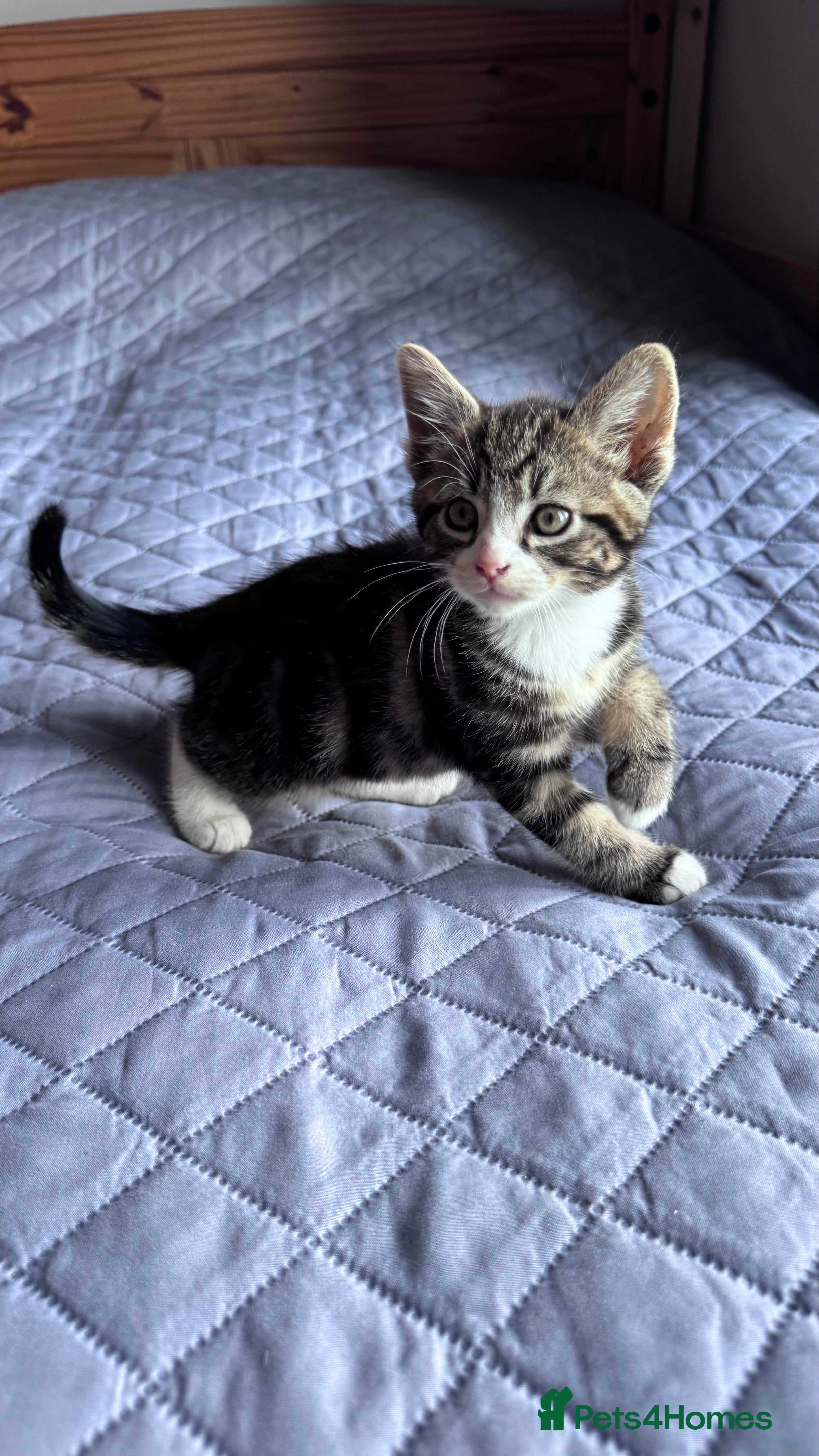 Domestic Shorthair cats 10 adorable kittens — 6 girls and 4 boys ☺️ - Advert 2