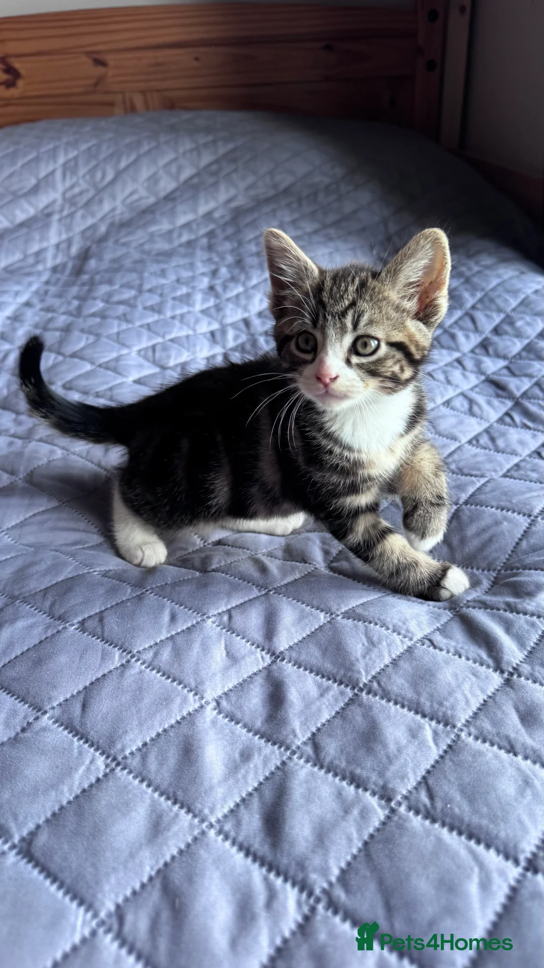 Domestic Shorthair cats for sale: 10 adorable kittens — 6 girls and 4 boys ☺️ - Advert 2