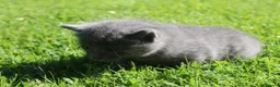 British Shorthair cats for sale: 2 British shorthair kittens for sale, 1 month old in Barnard Castle - Advert 11