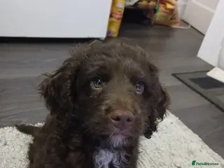 Cockapoo dogs F1 miniature cockapoo male last one left - Advert 2