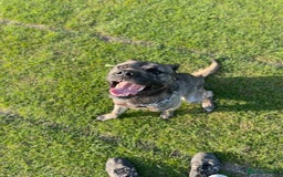 Mixed Breed dogs for sale: Togo, experienced owner only - Image 4