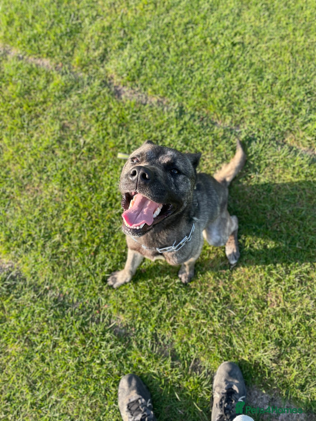 Mixed Breed dogs for sale: Togo, experienced owner only - Image 4