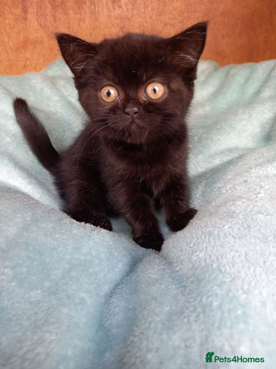 British Shorthair cats for sale: Super GCCF registered kittens  - Advert 7