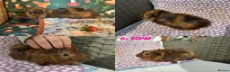 Guinea Pig rodents for sale: Various Guinea Pigs - Ready Now - Advert 12