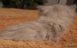 Siberian cats for sale: GCCF TICA 5 generations - Image 4