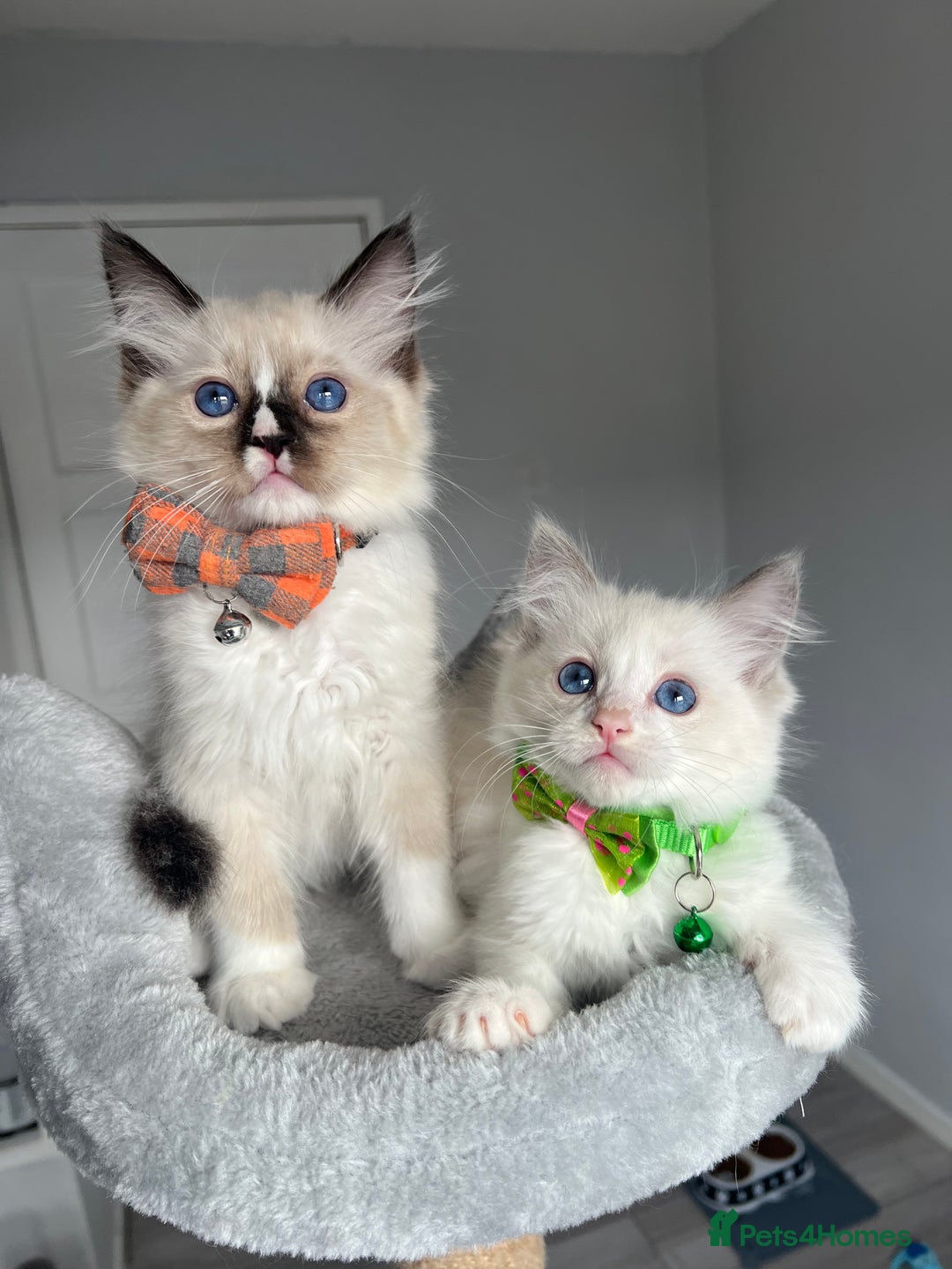 Ragdoll cats for sale: Registered Ragdoll kittens for sale - Image 26