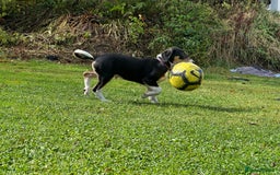 Mixed Breed dogs for sale: Collie x Lurcher Springer - Image 2