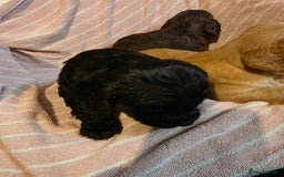Cocker Spaniel dogs for sale: Beautiful Working KC Reg Cocker Spaniels Puppies - Advert 14