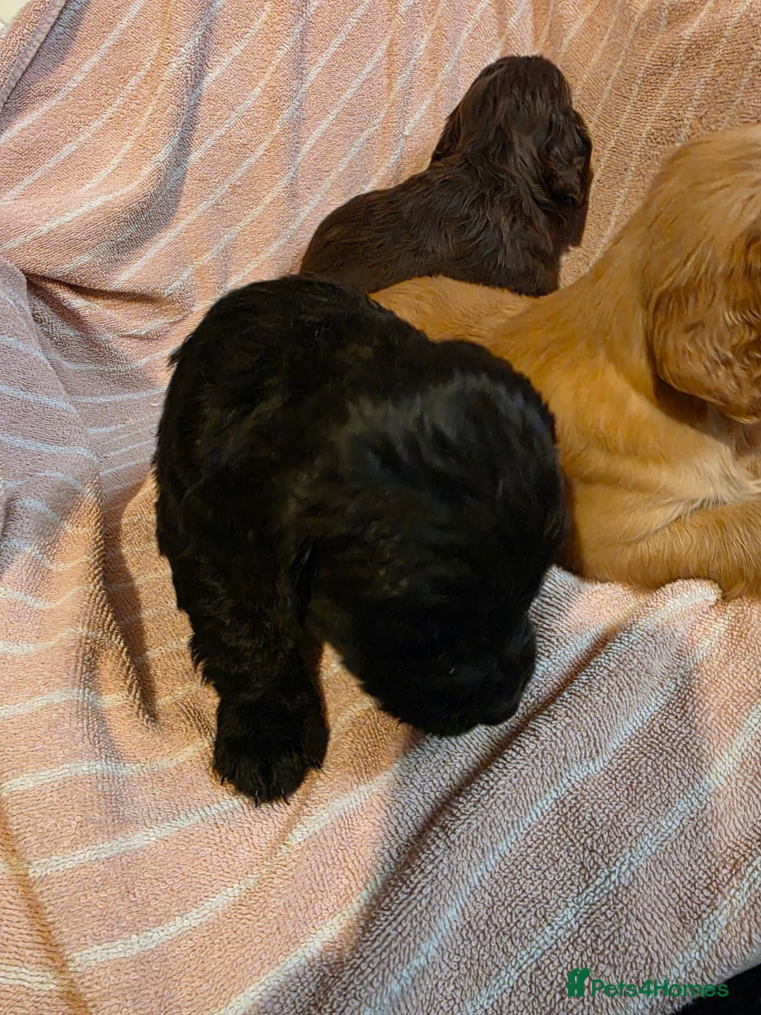 Cocker Spaniel dogs for sale: Beautiful Working KC Reg Cocker Spaniels Puppies - Advert 14