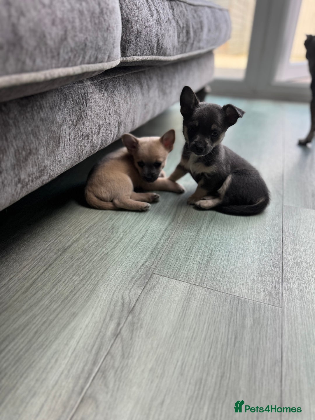 Chihuahua dogs for sale: 💙💛 Blue & tan pure breed deer head chihuahuas 💙 - Image 10