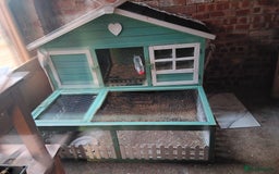 Netherland Dwarf rabbits for sale: Selling 1 nerherland dwarf girl bunny with cage  - Image 6