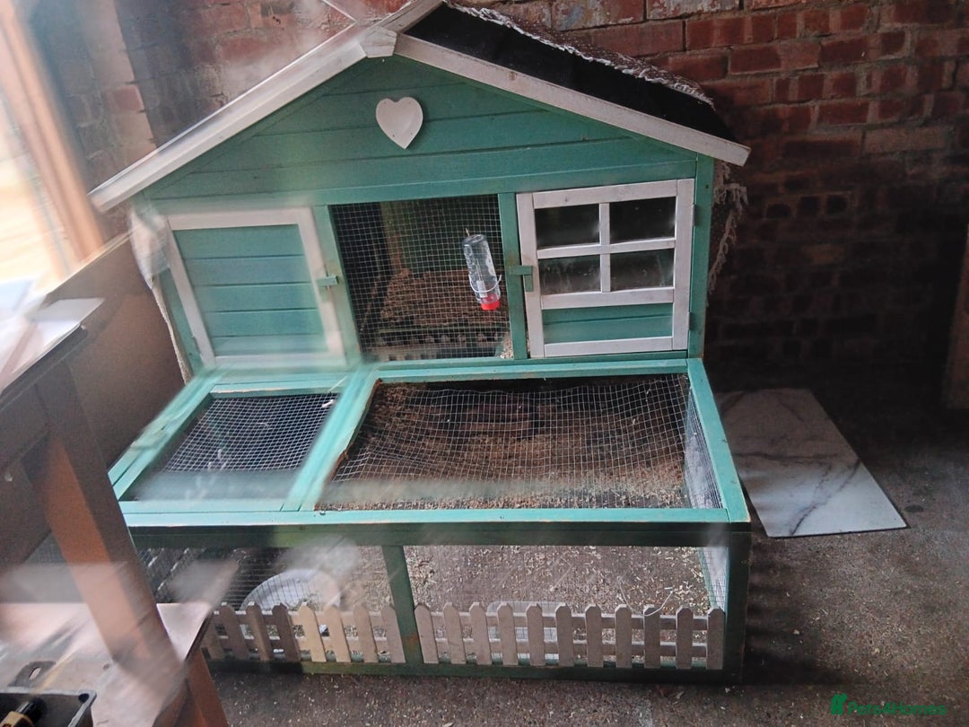 Netherland Dwarf rabbits for sale: Selling 1 nerherland dwarf girl bunny with cage  - Image 6