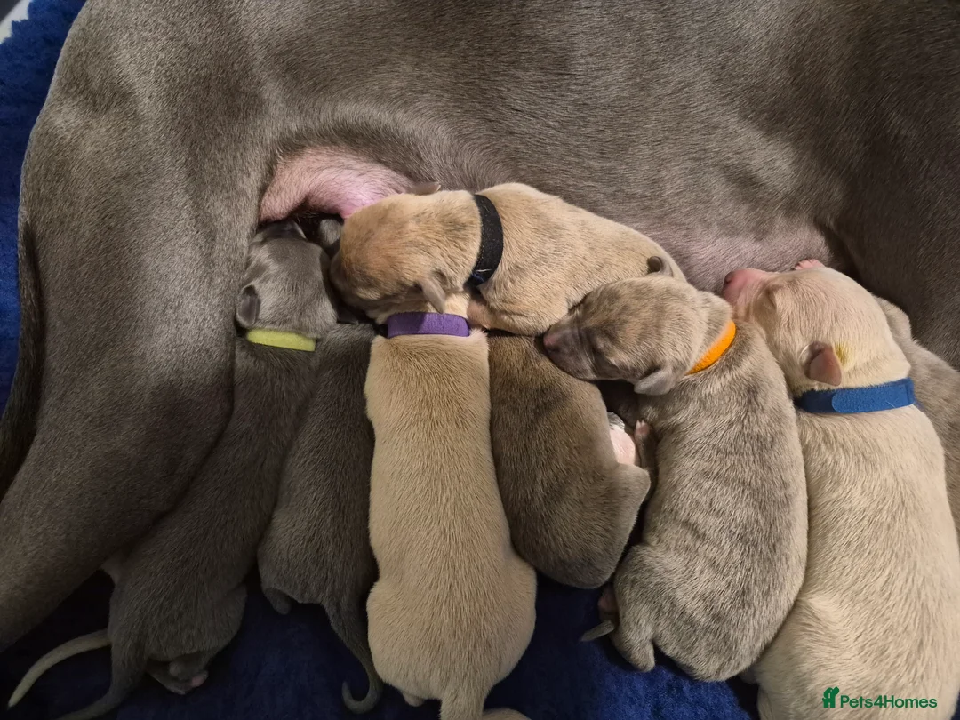 Whippet dogs for sale: KC Whippet Puppies - Champion Lines - Advert 4