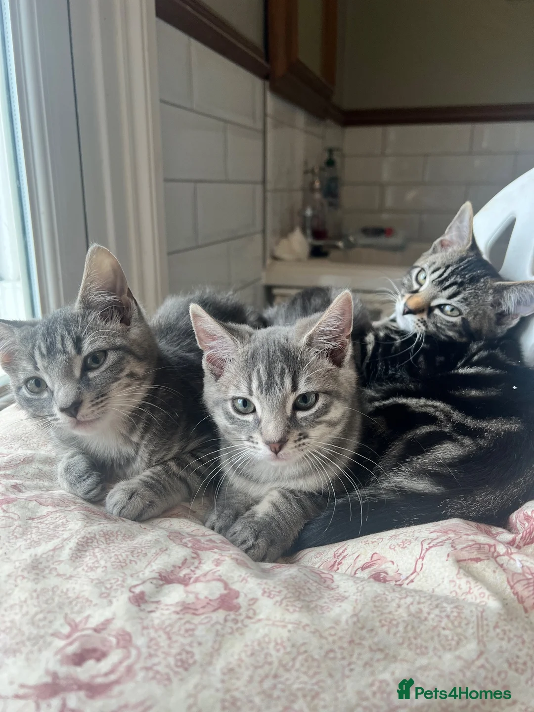 Bengal cats for sale: Tabby mixed kittens  - Advert 15