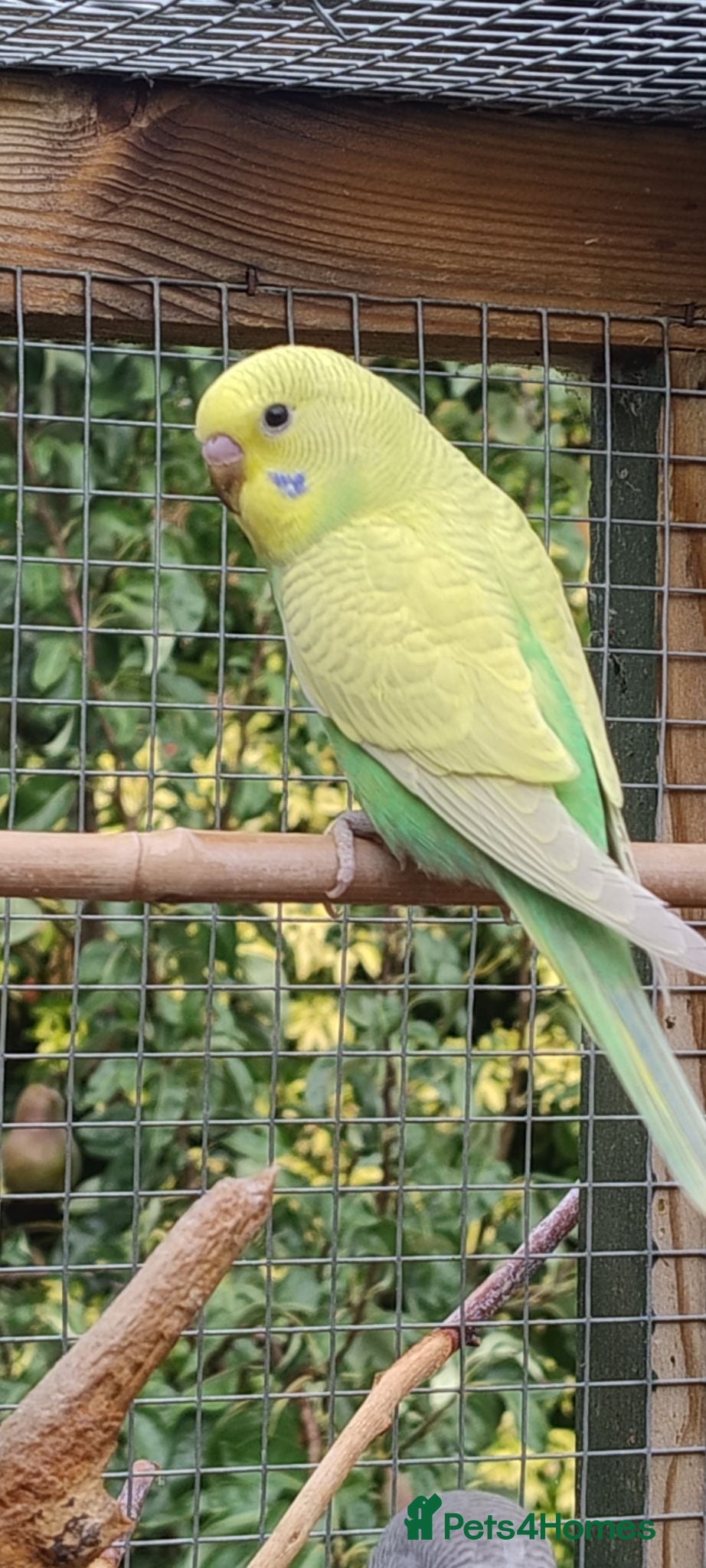 Budgerigars birds Baby budgies, easily tamed. Mixed colours - Advert 1