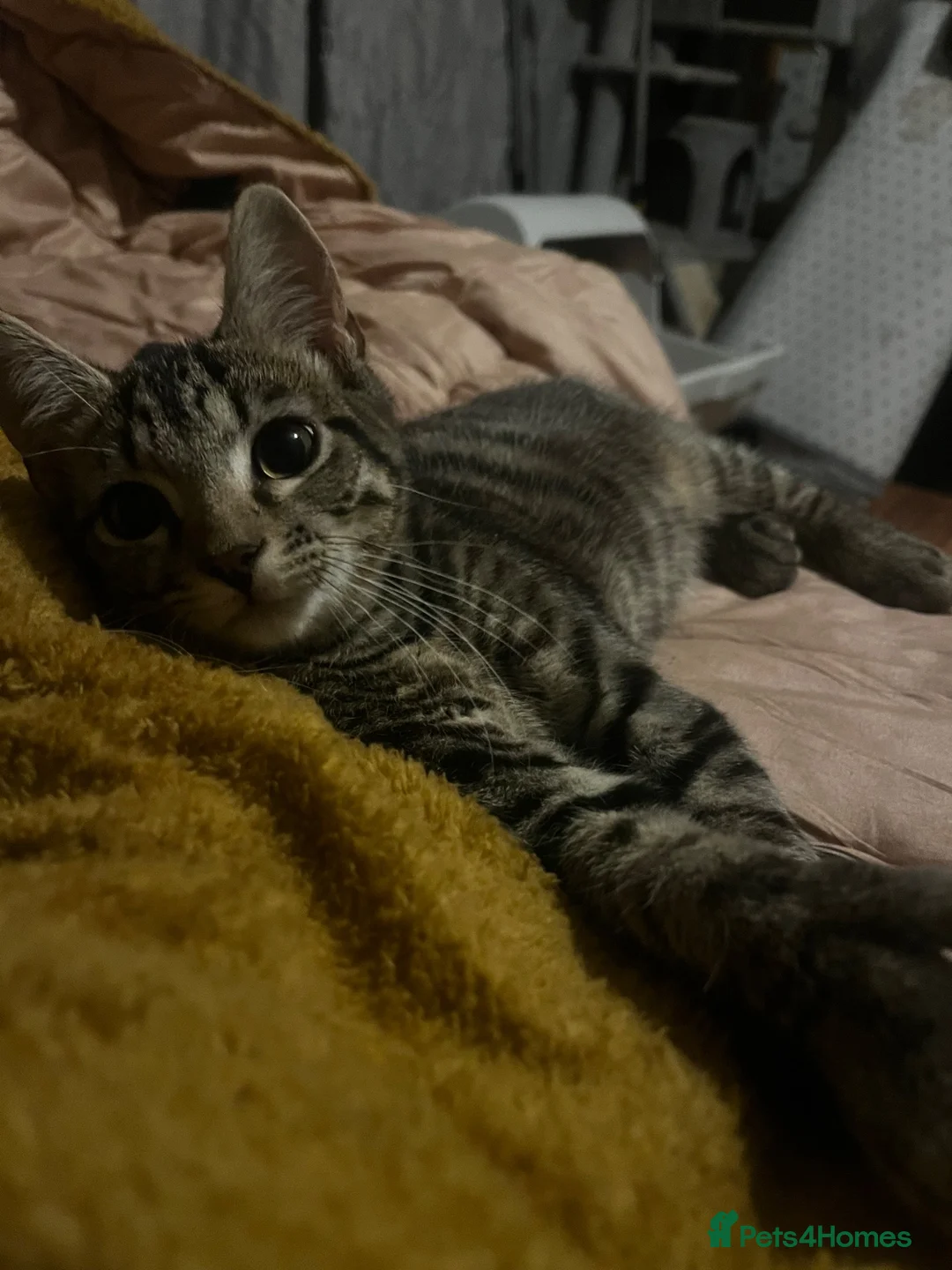 Mixed Breed cats for sale: 3 mixed breed kittens for sale - Advert 1