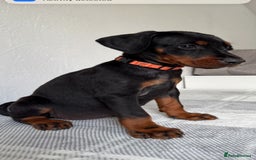 Dobermann dogs for sale: European Doberman Puppies - Champion Bloodline - Image 10