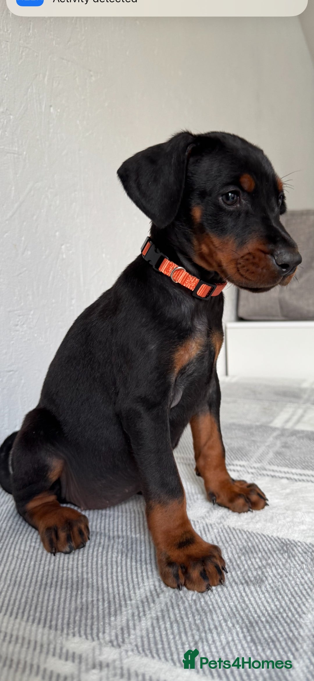Dobermann dogs for sale: European Doberman Puppies - Champion Bloodline - Image 10