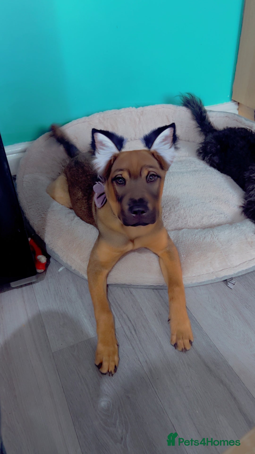 Mixed Breed dogs for sale: Rehoming male and female - Image 12