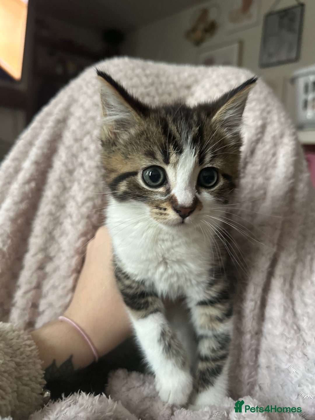 Mixed Breed cats for sale: Beautiful kittens needing home - Advert 1