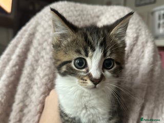 Mixed Breed cats Beautiful kittens needing home - Advert 1