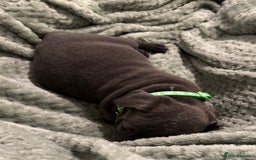 Staffordshire Bull Terrier dogs for sale: Stunning KC Blue Staffordshire Bull Terrier Pups - Image 30