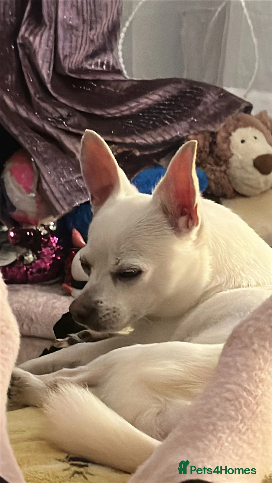 Chihuahua dogs for sale: Chihuahua Male Dog  in London - Advert 6