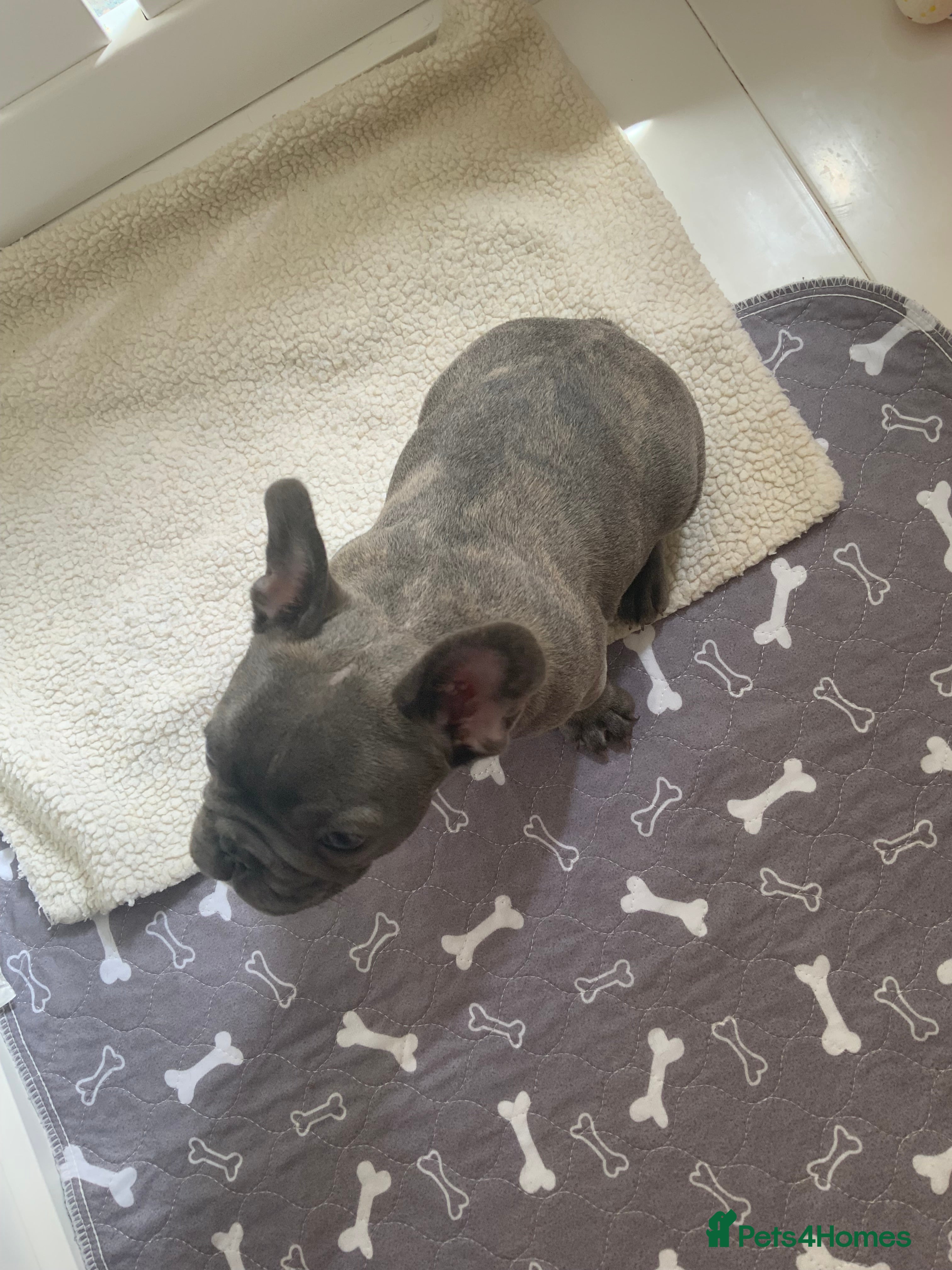 French Bulldog dogs for sale: 2 rare beautiful french bulldog 11 weeks old  - Advert 5