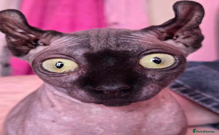 Sphynx cats - Advert 1