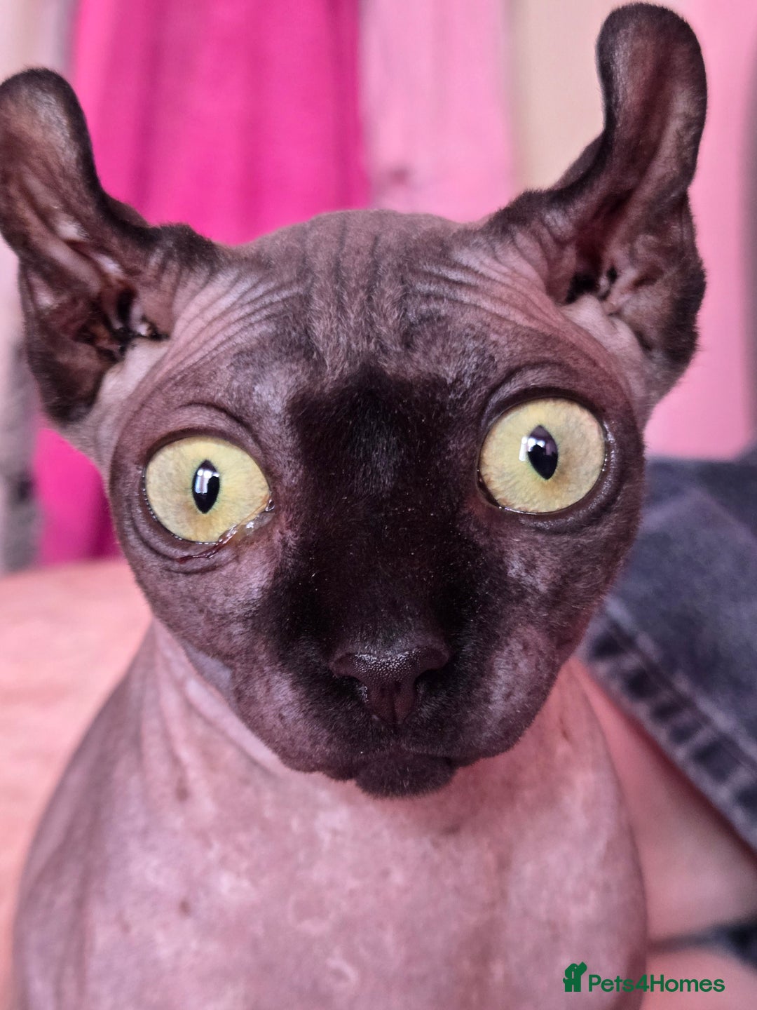 Sphynx cats for sale: Gorgeous girl - Image 1