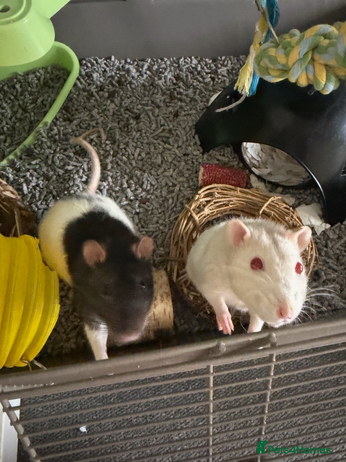 Rat rodents Loving Home Needed for Male Albino Rat - Advert 1