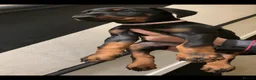 Dobermann dogs for sale: Royal KC Doberman puppies  - Advert 16