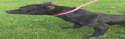 Staffordshire Bull Terrier dogs for sale: Kc registered,  Health tested, Black stafford male - Advert 8