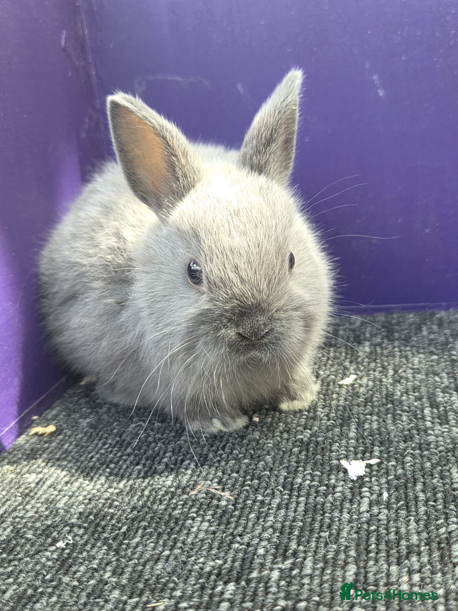 Netherland Dwarf rabbits Pure bred netherland dwarf - Advert 1