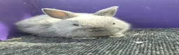 Netherland Dwarf rabbits for sale: Pure bred netherland dwarf - Advert 1
