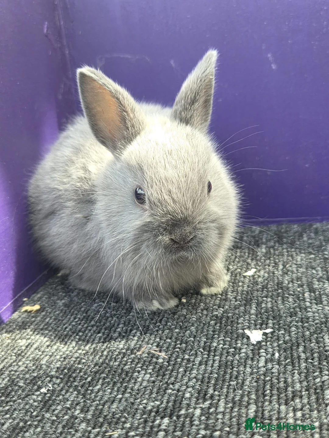 Netherland Dwarf rabbits for sale: Pure bred netherland dwarf - Advert 1