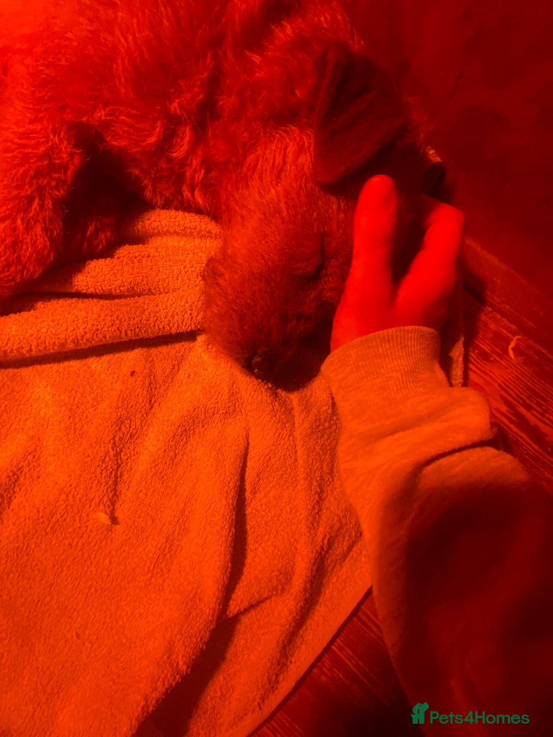 Lakeland Terrier dogs for sale: Red Working Type Lakeland Terrier Male For Sale - Advert 11