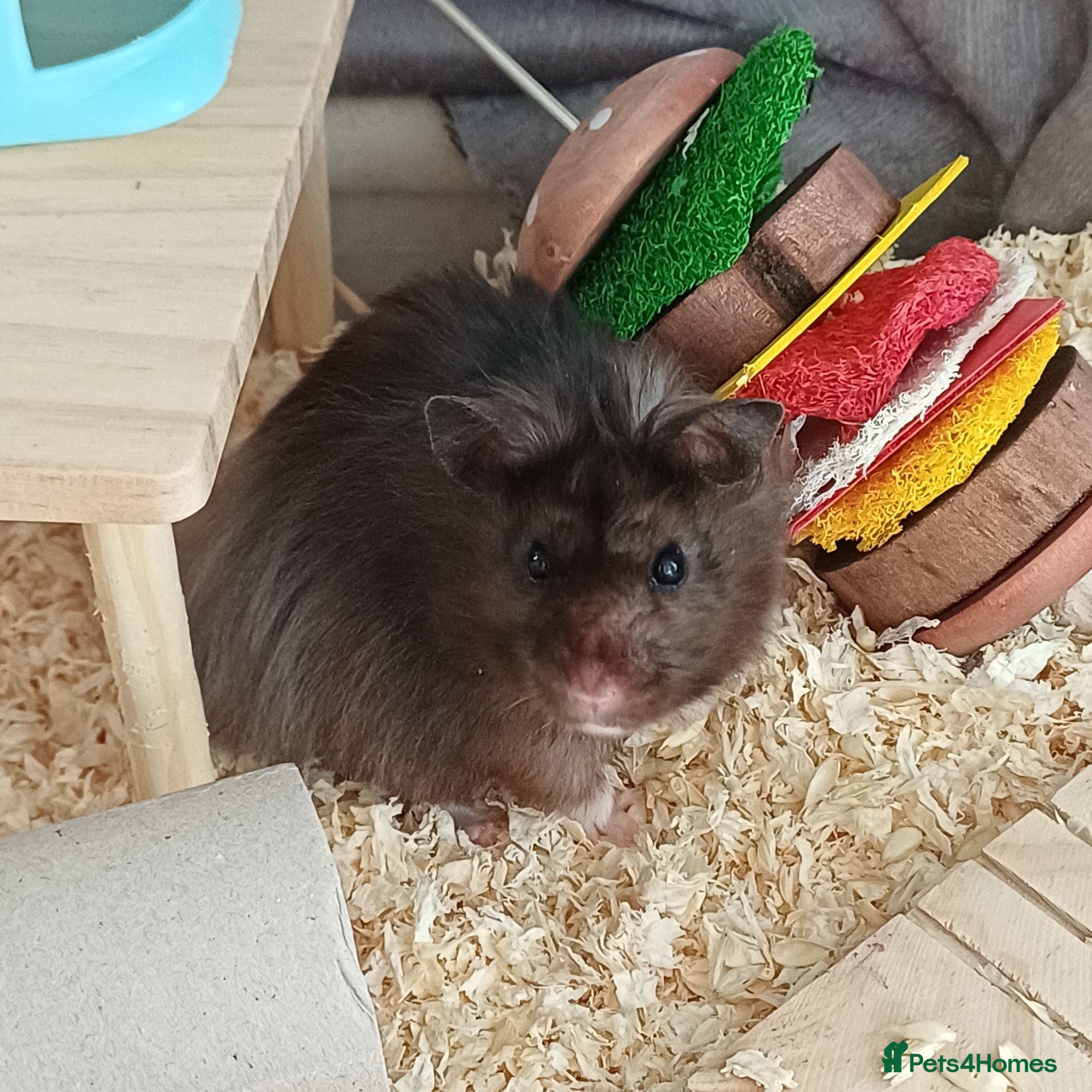 Hamster rodents Long haired hamster for rehoming - Advert 1